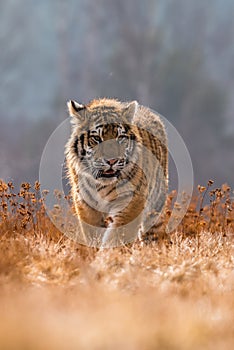 Siberian Tiger running in snow. Beautiful, dynamic and powerful photo of this majestic animal