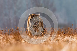 Siberian Tiger running in snow. Beautiful, dynamic and powerful photo of this majestic animal