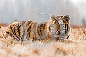 Siberian Tiger running in snow. Beautiful, dynamic and powerful photo of this majestic animal