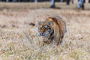 Siberian Tiger running in snow. Beautiful, dynamic and powerful photo of this majestic animal