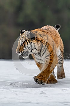 Siberian Tiger running in snow. Beautiful, dynamic and powerful photo of this majestic animal.