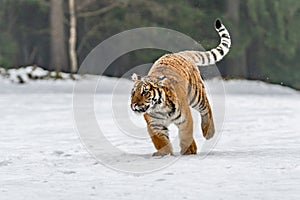 Siberian Tiger running in snow. Beautiful, dynamic and powerful photo of this majestic animal.