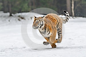 Siberian Tiger running in snow. Beautiful, dynamic and powerful photo of this majestic animal.