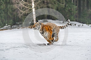 Siberian Tiger running in snow. Beautiful, dynamic and powerful photo of this majestic animal.