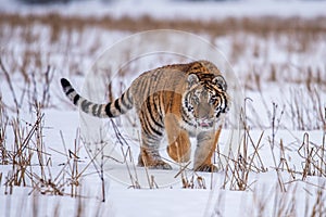 Siberian Tiger running in snow. Beautiful, dynamic and powerful photo of this majestic animal.