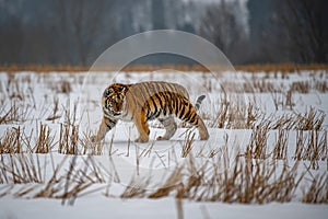 Siberian Tiger running in snow. Beautiful, dynamic and powerful photo of this majestic animal.