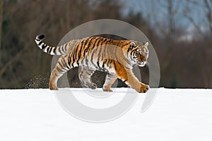 Siberian Tiger running in snow. Beautiful, dynamic and powerful photo of this majestic animal.