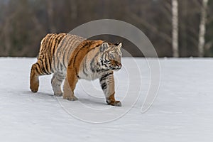 Siberian Tiger running in snow. Beautiful, dynamic and powerful photo of this majestic animal.