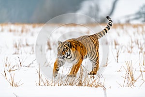 Siberian Tiger running in snow. Beautiful, dynamic and powerful photo of this majestic animal.