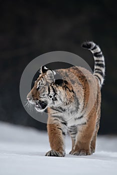 Siberian Tiger running in snow. Beautiful, dynamic and powerful photo of this majestic animal.