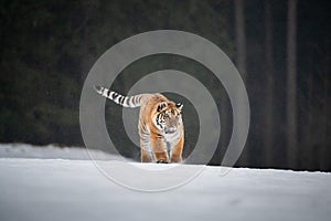 Siberian Tiger running in snow. Beautiful, dynamic and powerful photo of this majestic animal.