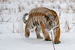 Siberian Tiger running in snow. Beautiful, dynamic and powerful photo of this majestic animal.