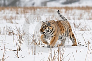 Siberian Tiger running in snow. Beautiful, dynamic and powerful photo of this majestic animal.