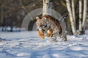 Siberian Tiger running in snow. Beautiful, dynamic and powerful photo of this majestic animal.