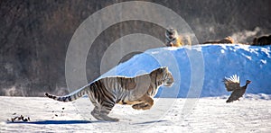 Siberian Tiger running in the snow and catch their prey. Very dynamic photo. China. Harbin. Mudanjiang province. Hengdaohezi park.