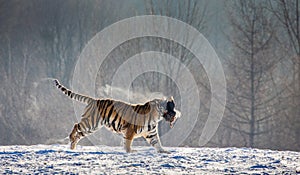 Siberian Tiger running in the snow. China. Harbin. Mudanjiang province. Hengdaohezi park. Siberian Tiger Park. Winter. Hard frost.