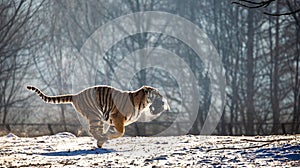 Siberian Tiger running in the snow. China. Harbin. Mudanjiang province. Hengdaohezi park. Siberian Tiger Park. Winter. Hard frost.