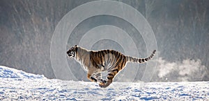 Siberian Tiger running in the snow. China. Harbin. Mudanjiang province. Hengdaohezi park. Siberian Tiger Park. Winter. Hard frost.