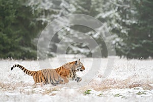 Siberian tiger running in the snow. A dangerous beast in its natural habitat. Snow and cold.