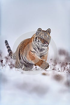 Siberian tiger running on the snow. Panthera tigris altaica.