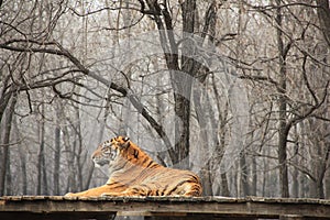 Siberian tiger (scientific name: Panthera tigris altaica)