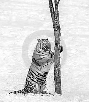 Siberian Tiger scratching tree on a snowy glade. Black and white. China. Harbin. Mudanjiang province. Hengdaohezi park.