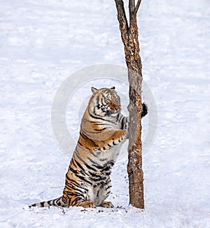 Siberian Tiger scratching tree on a snowy glade. China. Harbin. Mudanjiang province. Hengdaohezi park. Siberian Tiger Park.