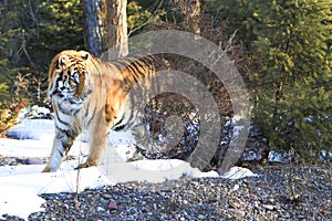 Siberian tiger searching for cubs