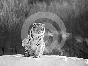 Siberian tiger sits on a snowy hill against the background of a winter forest. Black and white. China. Harbin.