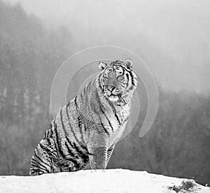 Siberian tiger sits on a snowy hill against the background of a winter forest. Black and white. China. Harbin. Mudanjiang province