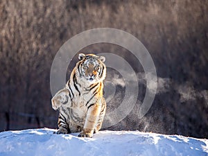 Siberian tiger sits on a snowy hill against the background of a winter forest. China. Harbin. Mudanjiang province.