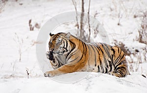 Siberian Tiger Sitting