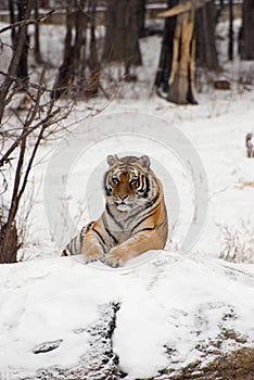 Siberian Tiger Sitting