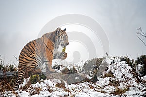 Siberian tiger sitting on between with moss in its mouth. Winter cold image.