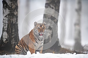Siberian tiger sitting on the snow close to the tree trunk in foggy winter weather.