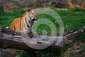 Siberian tiger sitting between two fallen trees