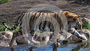 Siberian tiger slapping its paw into the water, Panthera tigris altaica