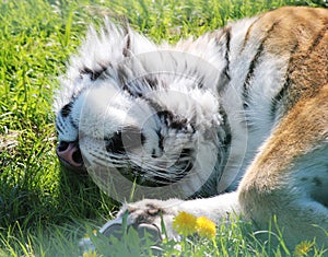 Siberian tiger sleeping in the grass