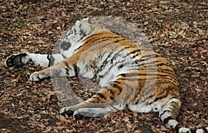 Siberian tiger sleeping