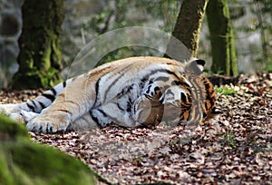 Siberian tiger sleeping