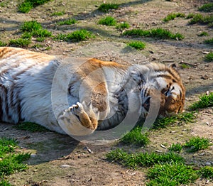 Siberian Tiger Sleeping