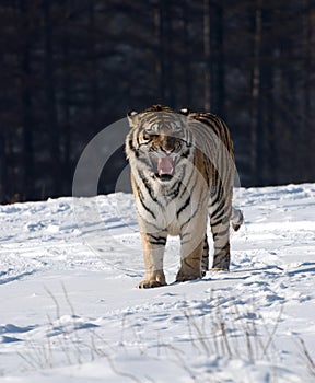 Siberian Tiger Snarling