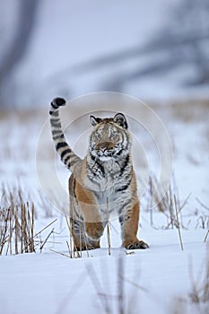 Siberian tiger in snow