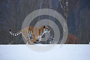 Siberian tiger in snow