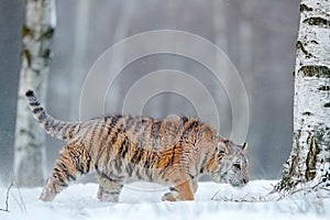 Siberian tiger in snow.