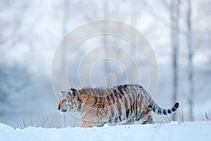 Siberian tiger in snow fall. Amur tiger running in the snow. Tiger in wild winter nature. Action wildlife scene with danger animal
