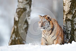 Siberian tiger in snow fall. Amur tiger running in the snow. Tiger in wild winter nature. Action wildlife scene with danger animal