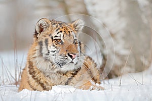Siberian tiger in snow fall, birch tree. Amur tiger sitting in snow. Tiger in wild winter nature. Action wildlife scene with dange