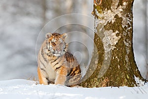 Siberian tiger in snow fall, birch tree. Amur tiger sitting in snow. Tiger in wild winter nature. Action wildlife scene with dange