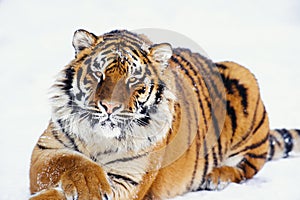 siberian tiger on the snow looking